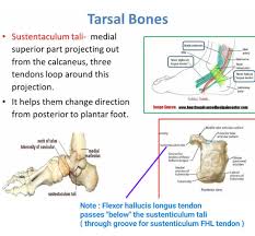Sustentaculum Tali Note Of These Three Tendons Tibialis Posterior Has Attachment To Sustentaculum Tali Anatomy And Physiology Foot Anatomy Anatomy