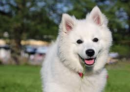Pin On American Eskimo Love