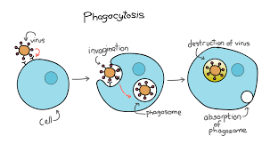 Innate Immunity Article Immune System Khan Academy