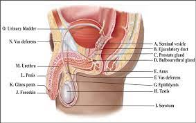Labeled illustration chart on white. Solved Label This Diagram Of The Male Reproductive System Chegg Com