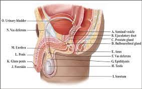 Learn vocabulary, terms and more with flashcards, games and other study tools. Solved Label This Diagram Of The Male Reproductive System Chegg Com