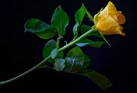 Download picture of a landscape hd black flower image. Desktop Wallpapers Roses Yellow Flowers Closeup Black Background