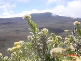 Image result for Psiadia punctulata