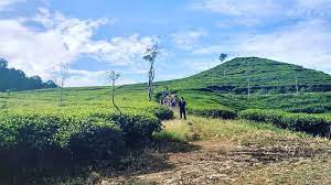 Lalu dari sana kamu juga bisa menyaksikan hiruk pikuk kehidupan di bawah mu sambil sesekali menyeruput teh hangat atau jus dingin? Kebun Teh Medini Htm Lokasi Rute Dan Foto Terbaru 2020 Update Pengetahuanmu