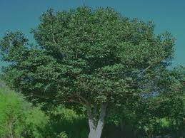 Image result for Rapanea