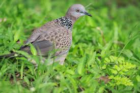 Gambar burung derkuku gambar burung wallpaper. 2iw4rphovwbggm