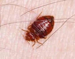 Image result for Cimex lectularius bites