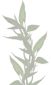 Image result for Shibataea kumasasa