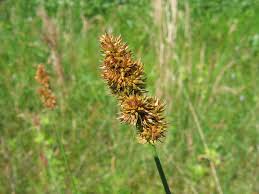 Image result for Carex cognata