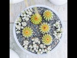 Cultivation of such interesting plants as cacti is fascinating occupation for amateur flower growers. How To Make A Cactus Centerpiece Sunset Youtube