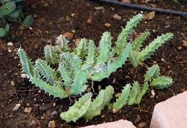 Image result for Huernia thuretii