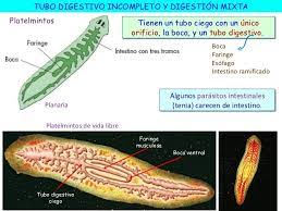 Tubo Digestivo Incompleto Y Digestion Mixta Planaria Digestion Mixta Tubo Digestivo Ciego Boca Ventral Faringe Musculos Faringe Nutricion En Animales Digestion