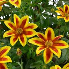 Image result for Bidens baumii
