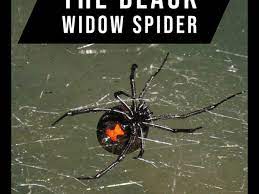 The exceptions are when the history of a black widow bite is not. The Black Widow Spider A Brief Analysis Owlcation