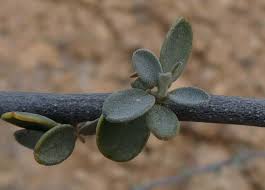 Image result for Cadaba farinosa