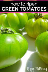 How To Ripen Green Tomatoes Ripen Green Tomatoes Green Tomatoes Tomato