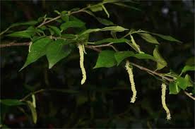 Image result for Streblus