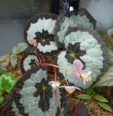 Image result for Begonia kisuluana