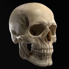 How to draw realistic skull. Pbr 3d Realistic Human Skull Model Cgtrader