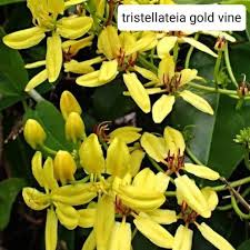 Image result for Tristellateia