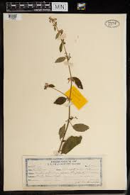 Image result for Triumfetta pilosa