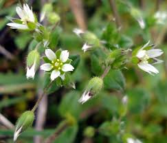 Image result for Cerastium octandrum
