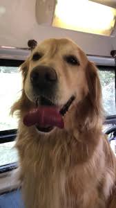 Aussie pet mobile comes to you and offers a complete range of dog grooming services. Aussie Pet Mobile Central Virginia Home Facebook
