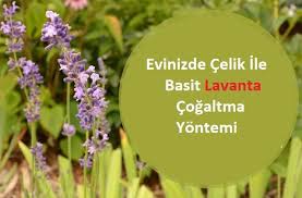 Evinizde Celik Ile Basit Lavanta Cogaltma Yontemi Yesil Parmak Organik Bahcecilik Fikirleri Lavanta Bitki