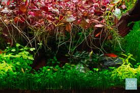 Image result for Marsilea subterranea