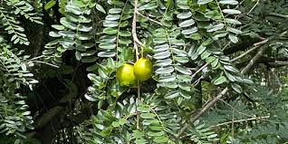 Image result for Cordyla