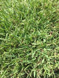 Provista has a deep green color and thrives in full sun, but also does well in moderate shade. Sod Pallet Of St Augustine Shade Tolerant Liberty Landscape Supply