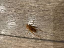 Even if you get rid of one generation of adults, their eggs will likely hatch and create a new problem for you the next summer. Camel Cricket Pest Control Canada