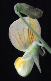 Image result for Rhynchosia zernyi