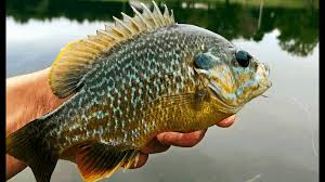 We did not find results for: Can You Eat Bluegill Usangler