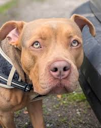 The Underheugh Ark Rescue...