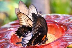 Butterflies are an awesome class project to teach kids about life cycles. Butterfly Palace Homemade Butterfly Food Easy Diy