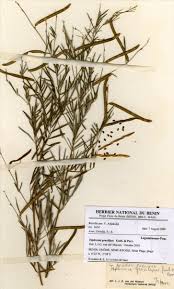 Image result for Teramnus uncinatus