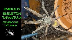 Check spelling or type a new query. Ephebopus Uatuman Care Guide And Feeding The Pet Hole Youtube