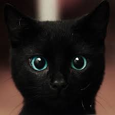 midnight dieren schattige dieren schattige babydieren
