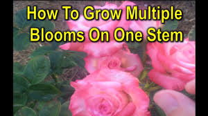 Want to learn how plants move water around inside them? 5 Rose Blooms On One Stem Youtube