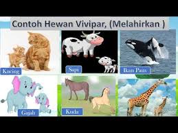 Singkatnya, hewan vivipar adalah hewan yang berkembangbiak dengan cara beranak atau melahirkan. Tema 1 Subtema 2 Pembelajaran 1 Kelas 6 Perkembangbiakan Hewan Ovipar Vivipar Ovovivipar Youtube
