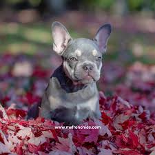 French bulldog puppies, we raise blues, solid blacks, fawns, brindles and piebald's and merle. Nw Frenchies Lilac French Bulldog Www Nwfrenchies Com French Bulldog Breeder In Washington Stat Bulldog Puppies French Bulldog Puppies French Bulldog Breeders