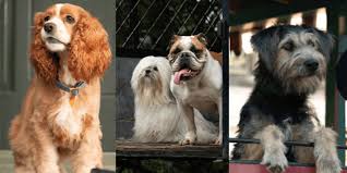 Dog Training Secrets From Lady And The Tramp Use These To Train Your Dog Too Inside The Magic Lady And The Tramp Dog Training Dogs