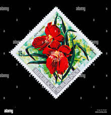 Image result for Platycoryne crocea