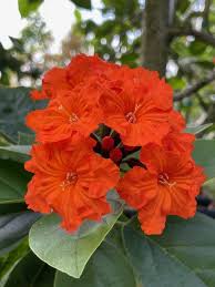 Image result for Cordia senegalensis
