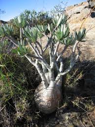 Image result for Ellipanthus madagascariensis