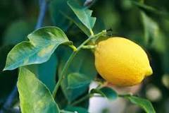 Image result