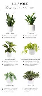 Quick Guide To Find Easy To Grow Indoor Plants June Walk Design Plants House Plant Care Indoor Plants