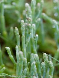 Image result for Sarcocornia natalensis