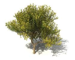 Pin On Garden Plants Free 3d Models